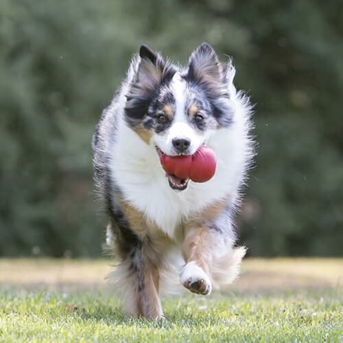 KONG Classic Stuffable Dog Toy
