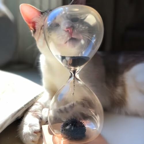 Cat interacting with a magnetic hourglass